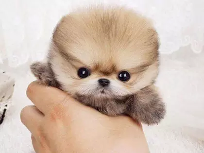 13 Of The Smallest Dog Breeds In The World Definitely Melting Your Heart